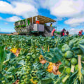 The Farm-to-Table Movement: A Game Changer for Northern California's Local Farmers and Producers