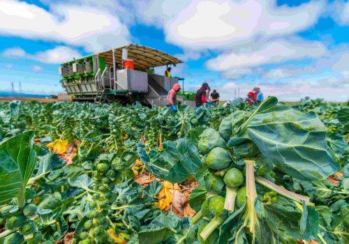 The Farm-to-Table Movement: A Game Changer for Northern California's Local Farmers and Producers